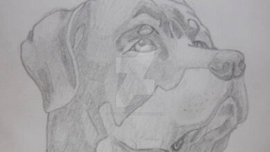 drawing:skfktqthywc= dog